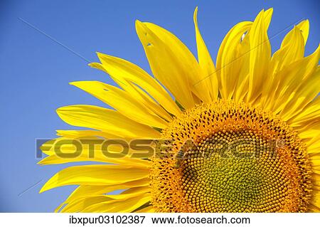 "Inflorescence of a Sunflower (Helianthus annuus) with a Honey Bee (Apis mellifera), Germany, Europe" View Large Photo Image Stock Photo - "Inflorescence of a Sunflower (Helianthus annuus) with a Honey Bee (Apis mellifera), Germany, Europe". Fotosearch