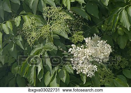 "Inflorescence of Black Elder or Elderberry (Sambucus nigra), Kaiserstuhl, Baden-Wurttemberg, Germany, Europe" View Large Photo Image Stock Image - "Inflorescence of Black Elder or Elderberry (Sambucus nigra), Kaiserstuhl, Baden-Wurttemberg, Germany, Europe". Fotosearch