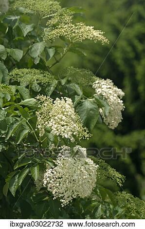 "Inflorescence of Black Elder or Elderberry (Sambucus nigra), Kaiserstuhl, Baden-Wurttemberg, Germany, Europe" View Large Photo Image Stock Image - "Inflorescence of Black Elder or Elderberry (Sambucus nigra), Kaiserstuhl, Baden-Wurttemberg, Germany, Europe". Fotosearch