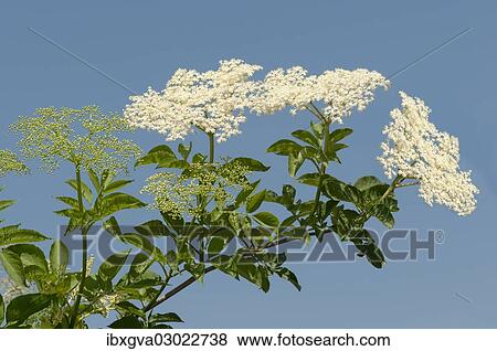 Stock Photo - "Inflorescence of Black Elder or Elderberry (Sambucus nigra), Kaiserstuhl, Baden-Wurttemberg, Germany, Europe". Fotosearch