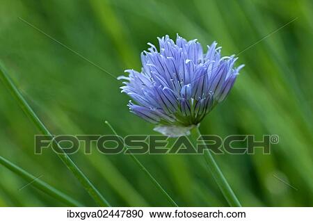 Inflorescence of Chives (Allium schoenoprasum) View Large Photo Image Stock Image - Inflorescence of Chives (Allium schoenoprasum). Fotosearch