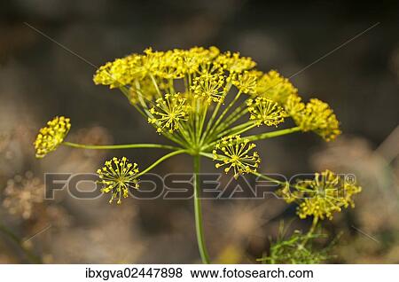 Stock Photo - Inflorescence of Dill (Anethum graveolens). Fotosearch