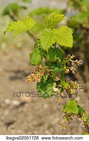 Stock Photograph - "Inflorescence of the red currant (Ribes rubrum), Europe". Fotosearch