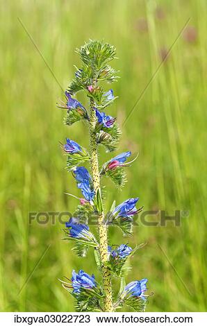 "Inflorescence of Viper's Bugloss or Blueweed (Echium vulgare), Kaiserstuhl, Baden-Wurttemberg, Germany, Europe" View Large Photo Image Stock Image - "Inflorescence of Viper's Bugloss or Blueweed (Echium vulgare), Kaiserstuhl, Baden-Wurttemberg, Germany, Europe". Fotosearch