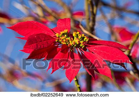 "Inflorescence, Poinsettia or Christmas Star (Euphorbia pulcherrima), South Africa, Africa" View Large Photo Image Stock Photo - "Inflorescence, Poinsettia or Christmas Star (Euphorbia pulcherrima), South Africa, Africa". Fotosearch