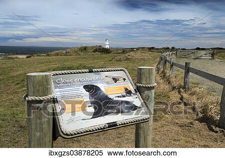 "Information board for sea lions, Waipapa Point, Otara, Fortrose, Southland Region, South Island, New Zealand, Oceania" View Large Photo Image Stock Photography - "Information board for sea lions, Waipapa Point, Otara, Fortrose, Southland Region, South Island, New Zealand, Oceania". Fotosearch