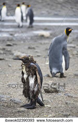"Injured or sick King Penguin (Aptenodytes patagonicus), Salisbury Plains, South Georgia, Antarctica" View Large Photo Image Stock Image - "Injured or sick King Penguin (Aptenodytes patagonicus), Salisbury Plains, South Georgia, Antarctica". Fotosearch