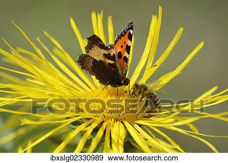 "Insects meeting whilst collecting nectar on flower of Elecampane or Horse-heal (Inula helenium), Small Tortoiseshell (Aglais urticae, Nymphalis urticae) and honey bee (Apis mellifera)" View Large Photo Image Stock Photo - "Insects meeting whilst collecting nectar on flower of Elecampane or Horse-heal (Inula helenium), Small Tortoiseshell (Aglais urticae, Nymphalis urticae) and honey bee (Apis mellifera)". Fotosearch