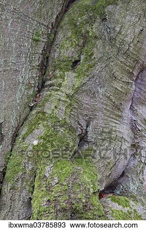 "Intergrowth on a beech trunk (Fagus sylvatica), North Hesse, Hesse, Germany, Europe" View Large Photo Image Stock Image - "Intergrowth on a beech trunk (Fagus sylvatica), North Hesse, Hesse, Germany, Europe". Fotosearch