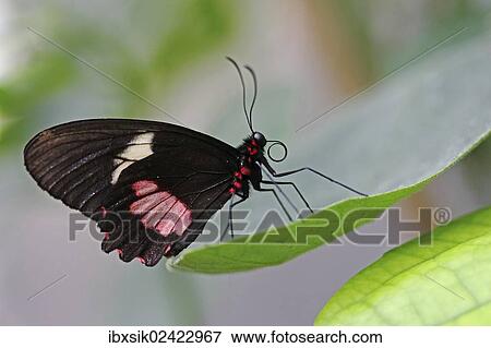 "Iphidamas Cattleheart or Transandean Cattleheart (Parides iphidamas), Mainau, Baden-Wuerttemberg, Germany, Europe" View Large Photo Image Stock Photo - "Iphidamas Cattleheart or Transandean Cattleheart (Parides iphidamas), Mainau, Baden-Wuerttemberg, Germany, Europe". Fotosearch