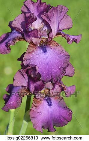 "Iris (Iris barbata elatior, Hybrid), water droplets on purple flower" View Large Photo Image Stock Photo - "Iris (Iris barbata elatior, Hybrid), water droplets on purple flower". Fotosearch