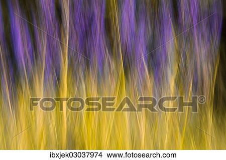 "Iris (Iris sp. ), motion blur" View Large Photo Image Picture - "Iris (Iris sp. ), motion blur". Fotosearch