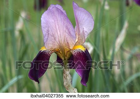Iris (Iris) View Large Photo Image Stock Photography - Iris (Iris). Fotosearch
