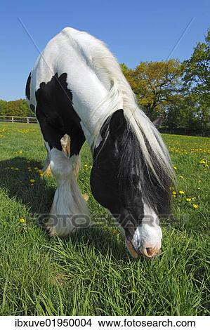 "Irish Tinker horse (Equus przewalskii f. caballus), stallion" View Large Photo Image Picture - "Irish Tinker horse (Equus przewalskii f. caballus), stallion". Fotosearch