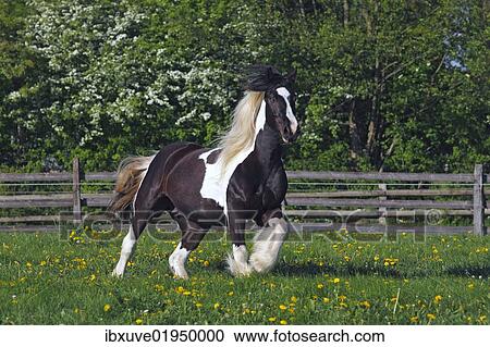 tinker mare