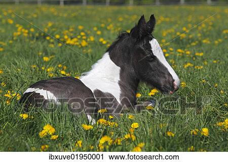 Stock Image - "Irish Tinker horse (Equus przewalskii f. caballus), foal". Fotosearch