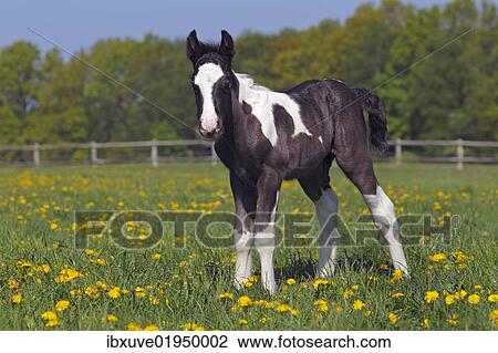 "Irish Tinker horse (Equus przewalskii f. caballus), foal" View Large Photo Image Stock Image - "Irish Tinker horse (Equus przewalskii f. caballus), foal". Fotosearch