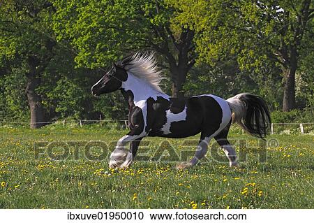 "Irish Tinker horse (Equus przewalskii f. caballus), mare running" View Large Photo Image Stock Image - "Irish Tinker horse (Equus przewalskii f. caballus), mare running". Fotosearch