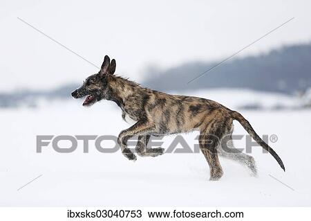 "Irish Wolfhound, puppy, 3 months, brindled, running in the snow, Germany, Europe" View Large Photo Image Stock Image - "Irish Wolfhound, puppy, 3 months, brindled, running in the snow, Germany, Europe". Fotosearch