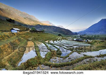 "Irrigated rice terraces, rice paddies in Sapa or Sa Pa, Lao Cai province, northern Vietnam, Vietnam, Southeast Asia, Asia" View Large Photo Image Picture - "Irrigated rice terraces, rice paddies in Sapa or Sa Pa, Lao Cai province, northern Vietnam, Vietnam, Southeast Asia, Asia". Fotosearch