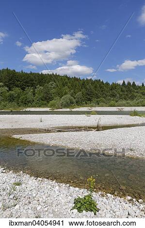 "Isar river, Pupplinger Au, Geretsried, Upper Bavaria, Bavaria, Germany, Europe" View Large Photo Image Stock Image - "Isar river, Pupplinger Au, Geretsried, Upper Bavaria, Bavaria, Germany, Europe". Fotosearch