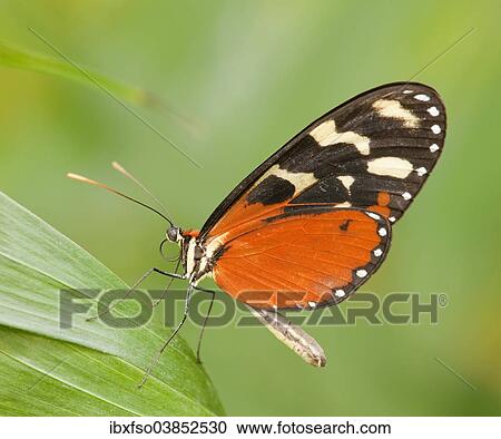 "Ismenius Tiger or Tiger Heliconian (Heliconius ismenius), captive, Thuringia, Germany, Europe" View Large Photo Image Stock Image - "Ismenius Tiger or Tiger Heliconian (Heliconius ismenius), captive, Thuringia, Germany, Europe". Fotosearch