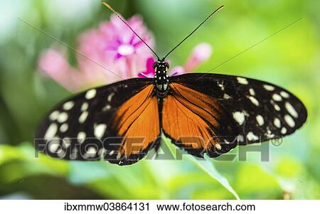 "Ismenius Tiger or Tiger Heliconian (Heliconius ismenius), butterfly house, botanical garden, Munich, Upper Bavaria, Bavaria, Germany, Europe" View Large Photo Image Stock Image - "Ismenius Tiger or Tiger Heliconian (Heliconius ismenius), butterfly house, botanical garden, Munich, Upper Bavaria, Bavaria, Germany, Europe". Fotosearch