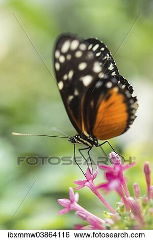 "Ismenius Tiger or Tiger Heliconian (Heliconius ismenius), butterfly house, botanical garden, Munich, Upper Bavaria, Bavaria, Germany, Europe" View Large Photo Image Stock Photograph - "Ismenius Tiger or Tiger Heliconian (Heliconius ismenius), butterfly house, botanical garden, Munich, Upper Bavaria, Bavaria, Germany, Europe". Fotosearch