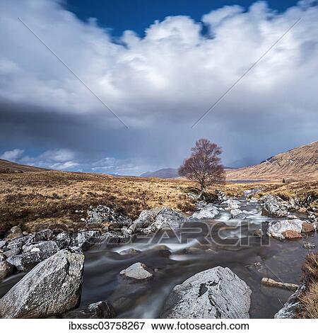 "Isolated tree on the River Ossian, Corrour, Highlands, Scotland, United Kingdom, Europe" View Large Photo Image Stock Photo - "Isolated tree on the River Ossian, Corrour, Highlands, Scotland, United Kingdom, Europe". Fotosearch