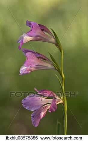 Stock Photograph - "Italian Gladiolus, Field Gladiolus or Common Sword-lily (Gladiolus italicus), Kerkini, Central Macedonia, Greece, Europe". Fotosearch