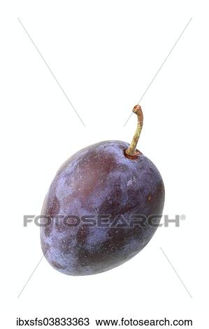 Italian plum View Large Photo Image Stock Image - Italian plum. Fotosearch