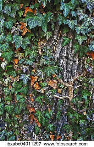 "Ivy (Hedera helix) on tree bark, Germany, Europe" View Large Photo Image Stock Photo - "Ivy (Hedera helix) on tree bark, Germany, Europe". Fotosearch