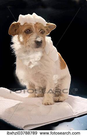 Stock Photo - Jack Russell Terrier after a bath with dog shampoo. Fotosearch