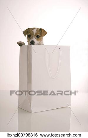 Jack Russell Terrier looking out of a shopping bag View Large Photo Image Stock Photograph - Jack Russell Terrier looking out of a shopping bag. Fotosearch