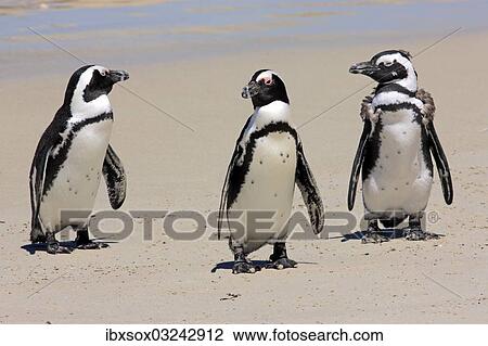 "Jackass Penguin, Black-footed Penguin or African Penguin (Spheniscus demersus), small group with young on the beach, Boulder, Simon's Town, Western Cape, South Africa, Africa" View Large Photo Image Stock Image - "Jackass Penguin, Black-footed Penguin or African Penguin (Spheniscus demersus), small group with young on the beach, Boulder, Simon's Town, Western Cape, South Africa, Africa". Fotosearch