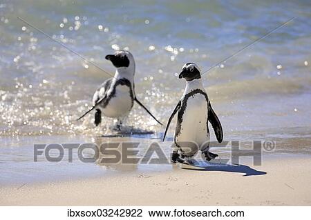 "Jackass Penguin, Black-footed Penguin or African Penguin (Spheniscus demersus), pair on the beach, Boulder, Simon's Town, Western Cape, South Africa, Africa" View Large Photo Image Stock Image - "Jackass Penguin, Black-footed Penguin or African Penguin (Spheniscus demersus), pair on the beach, Boulder, Simon's Town, Western Cape, South Africa, Africa". Fotosearch