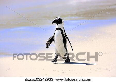 "Jackass Penguin, Black-footed Penguin or African Penguin (Spheniscus demersus), adult, on the beach, Boulder, Simon's Town, Western Cape, South Africa, Africa" View Large Photo Image Stock Image - "Jackass Penguin, Black-footed Penguin or African Penguin (Spheniscus demersus), adult, on the beach, Boulder, Simon's Town, Western Cape, South Africa, Africa". Fotosearch