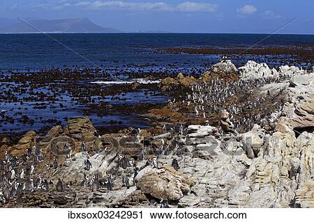 "Jackass Penguin, Black-footed Penguin or African Penguin (Spheniscus demersus), colony on a rocky coast, Boulder, Simon's Town, Western Cape, South Africa, Africa" View Large Photo Image Stock Image - "Jackass Penguin, Black-footed Penguin or African Penguin (Spheniscus demersus), colony on a rocky coast, Boulder, Simon's Town, Western Cape, South Africa, Africa". Fotosearch