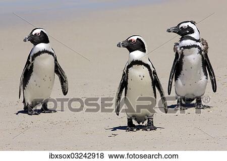 "Jackass Penguin, Black-footed Penguin or African Penguin (Spheniscus demersus), small group with young on the beach, Boulder, Simon's Town, Western Cape, South Africa, Africa" View Large Photo Image Stock Photo - "Jackass Penguin, Black-footed Penguin or African Penguin (Spheniscus demersus), small group with young on the beach, Boulder, Simon's Town, Western Cape, South Africa, Africa". Fotosearch