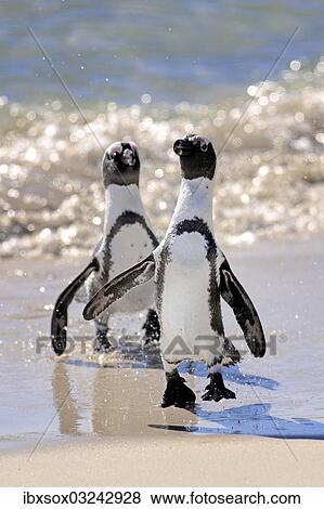 "Jackass Penguin, Black-footed Penguin or African Penguin (Spheniscus demersus), pair on the beach, Boulder, Simon's Town, Western Cape, South Africa, Africa" View Large Photo Image Stock Photo - "Jackass Penguin, Black-footed Penguin or African Penguin (Spheniscus demersus), pair on the beach, Boulder, Simon's Town, Western Cape, South Africa, Africa". Fotosearch