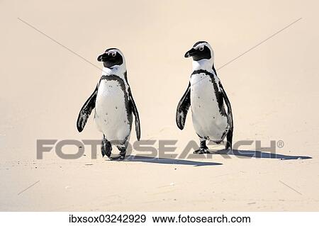 "Jackass Penguin, Black-footed Penguin or African Penguin (Spheniscus demersus), pair on the beach, Boulder, Simon's Town, Western Cape, South Africa, Africa" View Large Photo Image Stock Photo - "Jackass Penguin, Black-footed Penguin or African Penguin (Spheniscus demersus), pair on the beach, Boulder, Simon's Town, Western Cape, South Africa, Africa". Fotosearch