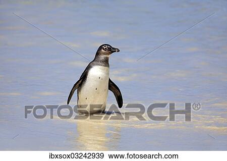 Stock Photo - "Jackass Penguin, Black-footed Penguin or African Penguin (Spheniscus demersus), adult, on the beach, Boulder, Simon's Town, Western Cape, South Africa, Africa". Fotosearch