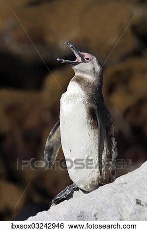 "Jackass Penguin, Black-footed Penguin or African Penguin (Spheniscus demersus), calling on rock, Boulder, Simon's Town, Western Cape, South Africa, Africa" View Large Photo Image Stock Photograph - "Jackass Penguin, Black-footed Penguin or African Penguin (Spheniscus demersus), calling on rock, Boulder, Simon's Town, Western Cape, South Africa, Africa". Fotosearch