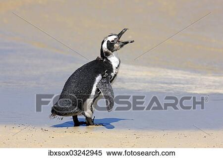 "Jackass Penguin, Black-footed Penguin or African Penguin (Spheniscus demersus), juvenile, calling on the beach, Boulder, Simon's Town, Western Cape, South Africa, Africa" View Large Photo Image Stock Photography - "Jackass Penguin, Black-footed Penguin or African Penguin (Spheniscus demersus), juvenile, calling on the beach, Boulder, Simon's Town, Western Cape, South Africa, Africa". Fotosearch
