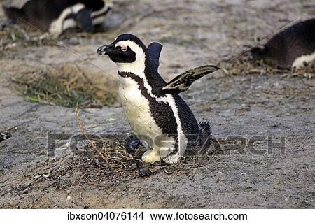 "Jackass Penguin or African Penguin (Spheniscus demersus), adult, with clutch, spread wings, Boulders Beach, Simon's Town, Western Cape, South Africa, Africa" View Large Photo Image Picture - "Jackass Penguin or African Penguin (Spheniscus demersus), adult, with clutch, spread wings, Boulders Beach, Simon's Town, Western Cape, South Africa, Africa". Fotosearch