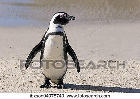 "Jackass Penguin or African Penguin (Spheniscus demersus), adult, on the beach, Boulders Beach, Simon's Town, Western Cape, South Africa, Africa" View Large Photo Image Stock Image - "Jackass Penguin or African Penguin (Spheniscus demersus), adult, on the beach, Boulders Beach, Simon's Town, Western Cape, South Africa, Africa". Fotosearch