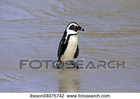 "Jackass Penguin or African Penguin (Spheniscus demersus), adult, on the beach, Boulders Beach, Simon's Town, Western Cape, South Africa, Africa" View Large Photo Image Stock Image - "Jackass Penguin or African Penguin (Spheniscus demersus), adult, on the beach, Boulders Beach, Simon's Town, Western Cape, South Africa, Africa". Fotosearch