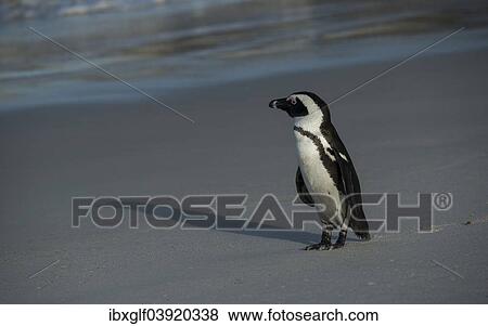 "Jackass Penguin or African Penguin (Spheniscus demersus) on a beach, Boulders Beach, Simon's Town, Western Cape, South Africa, Africa" View Large Photo Image Stock Photo - "Jackass Penguin or African Penguin (Spheniscus demersus) on a beach, Boulders Beach, Simon's Town, Western Cape, South Africa, Africa". Fotosearch