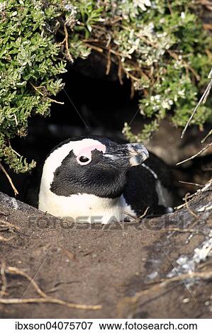 "Jackass Penguin or African Penguin (Spheniscus demersus), adult, on the nest, breeding site, Stony Point, Betty's Bay, Western Cape, South Africa, Africa" View Large Photo Image Stock Photo - "Jackass Penguin or African Penguin (Spheniscus demersus), adult, on the nest, breeding site, Stony Point, Betty's Bay, Western Cape, South Africa, Africa". Fotosearch