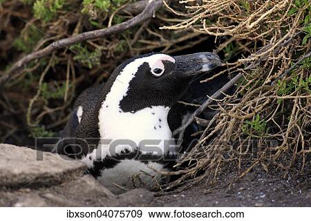 "Jackass Penguin or African Penguin (Spheniscus demersus), adult, on the nest, breeding site, Stony Point, Betty's Bay, Western Cape, South Africa, Africa" View Large Photo Image Stock Photo - "Jackass Penguin or African Penguin (Spheniscus demersus), adult, on the nest, breeding site, Stony Point, Betty's Bay, Western Cape, South Africa, Africa". Fotosearch